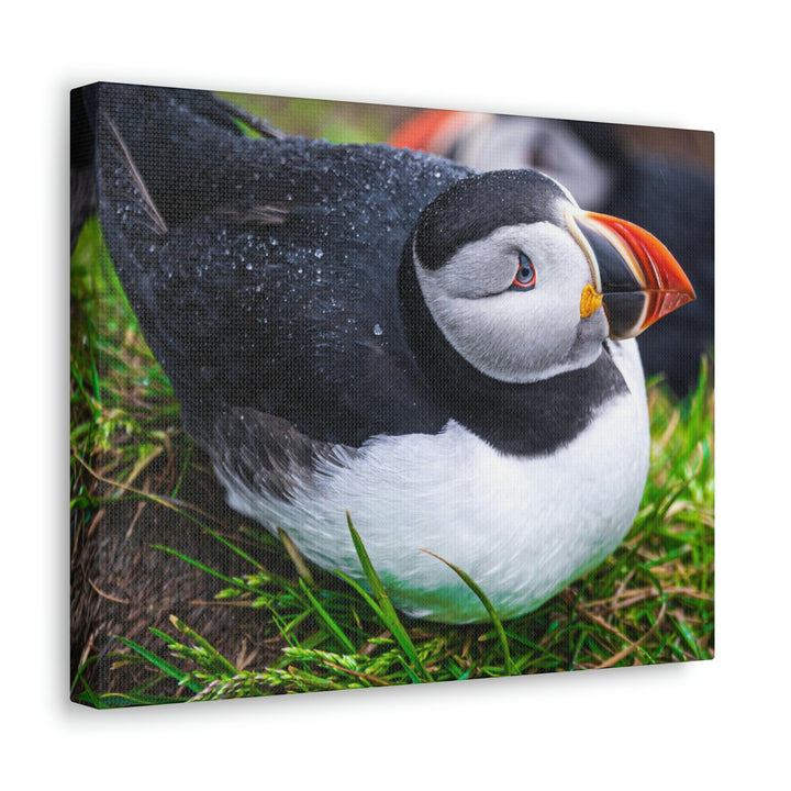 Resting Puffin - Canvas Gallery Wraps - Visiting This World