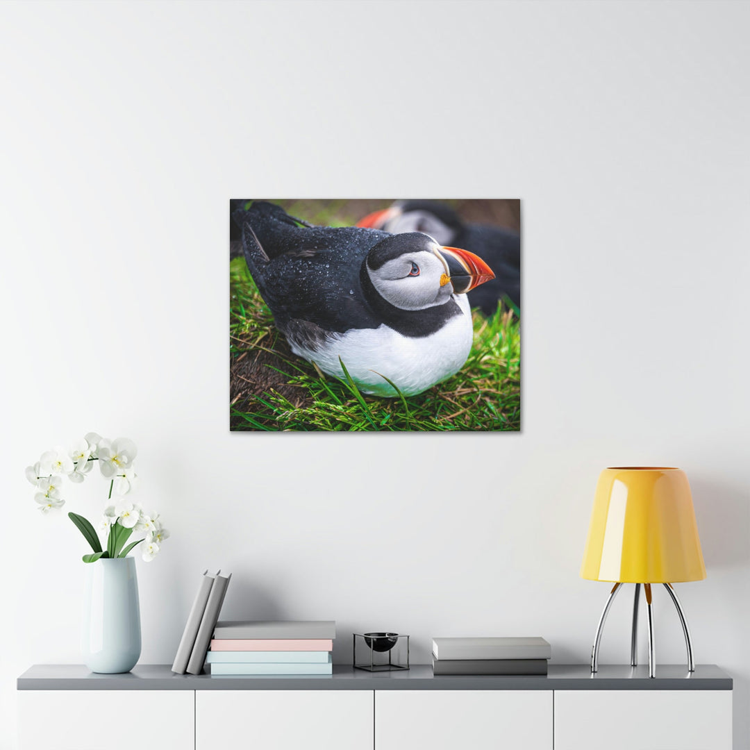 Resting Puffin - Canvas Gallery Wraps - Visiting This World