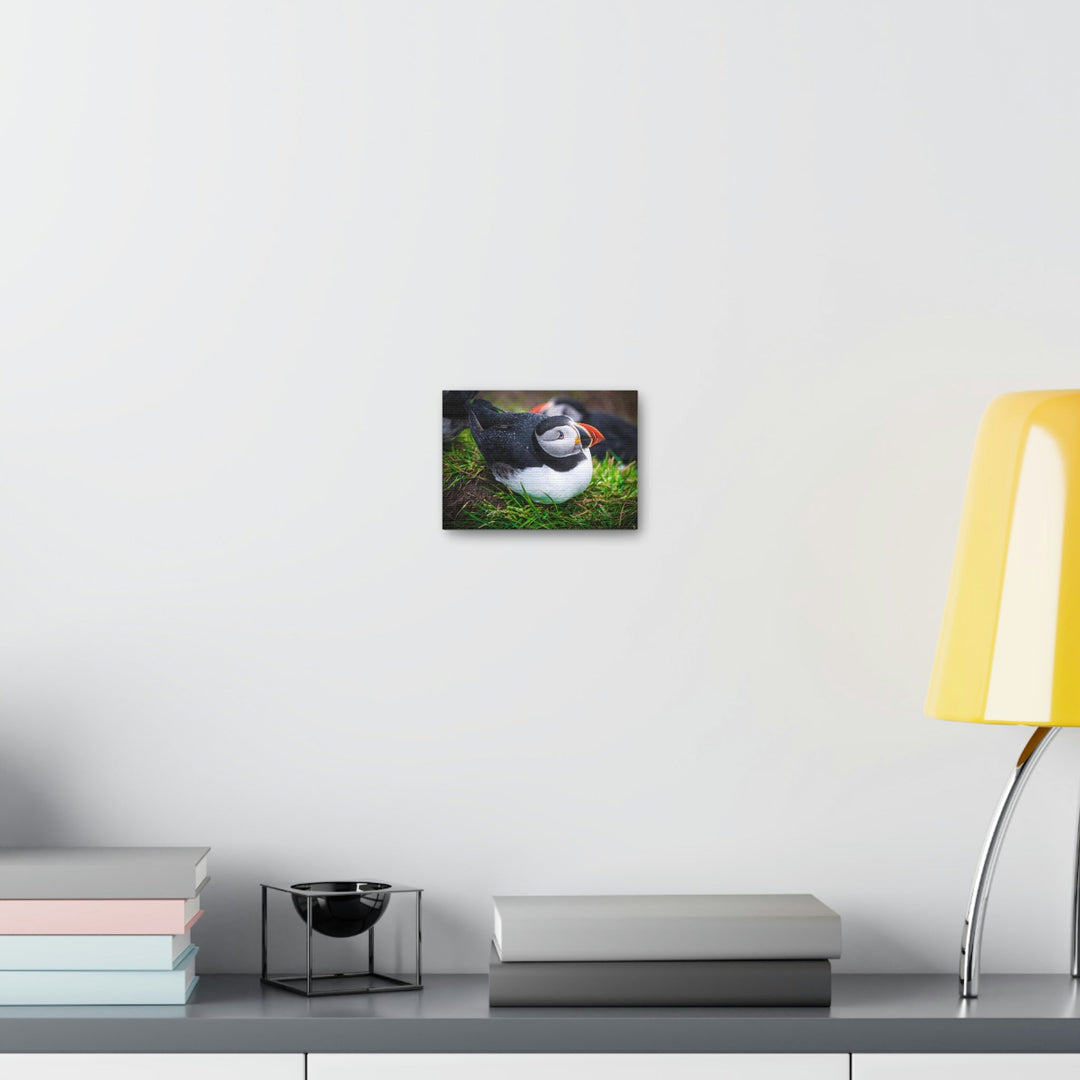 Resting Puffin - Canvas Gallery Wraps - Visiting This World