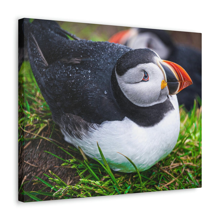 Resting Puffin - Canvas Gallery Wraps - Visiting This World