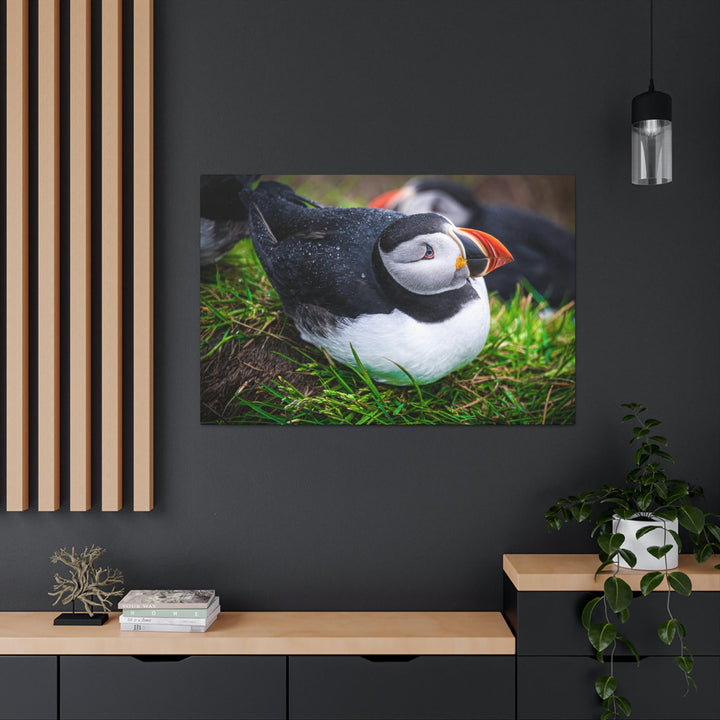 Resting Puffin - Canvas Gallery Wraps - Visiting This World