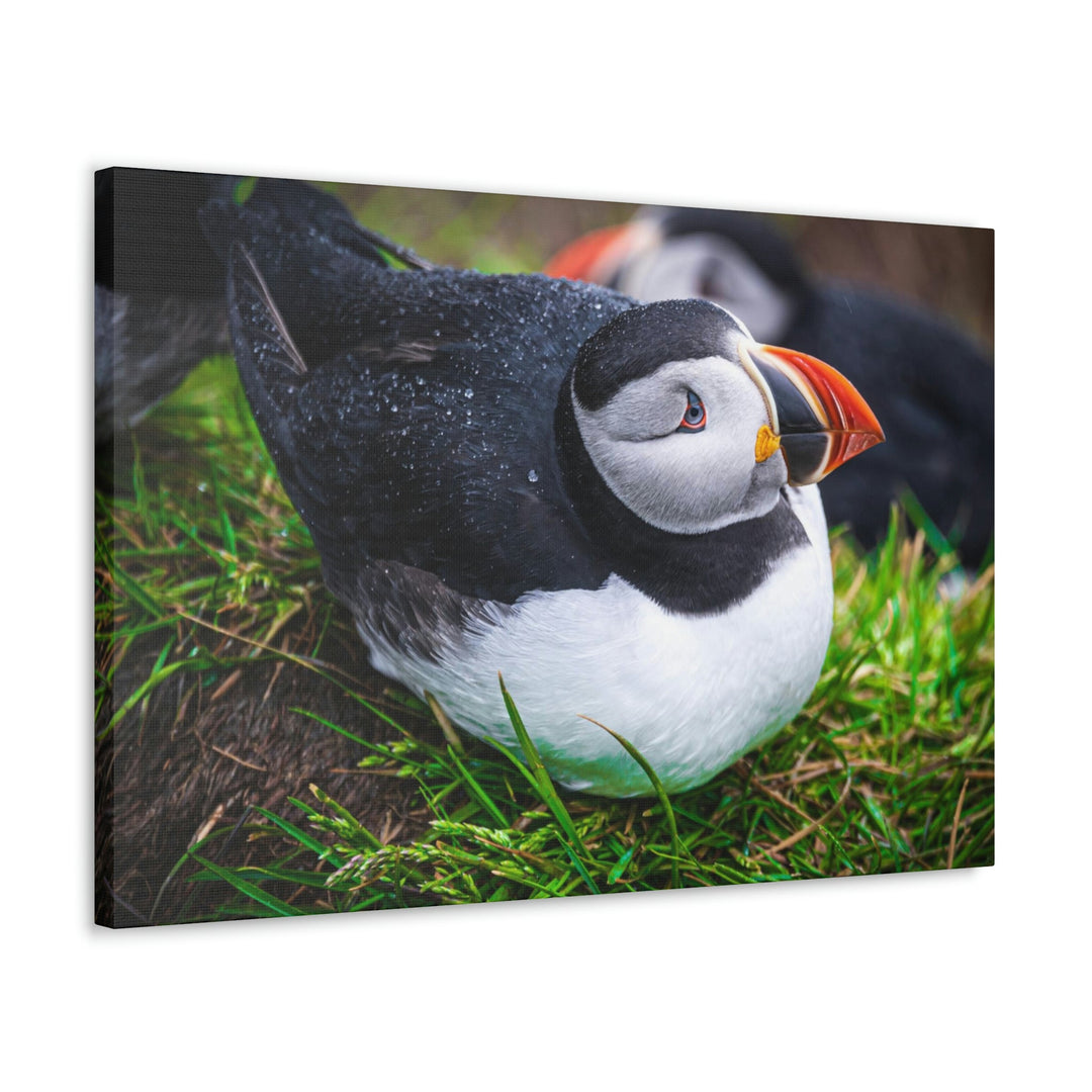 Resting Puffin - Canvas Gallery Wraps - Visiting This World