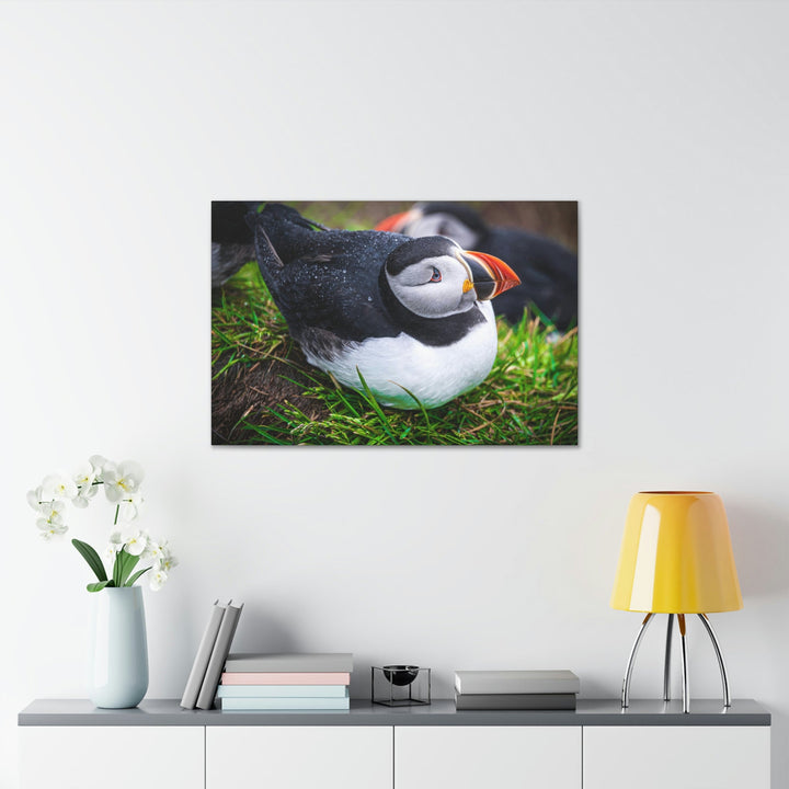 Resting Puffin - Canvas Gallery Wraps - Visiting This World