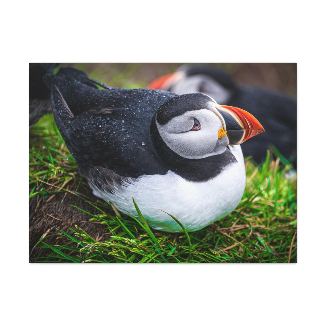 Resting Puffin - Canvas Gallery Wraps - Visiting This World