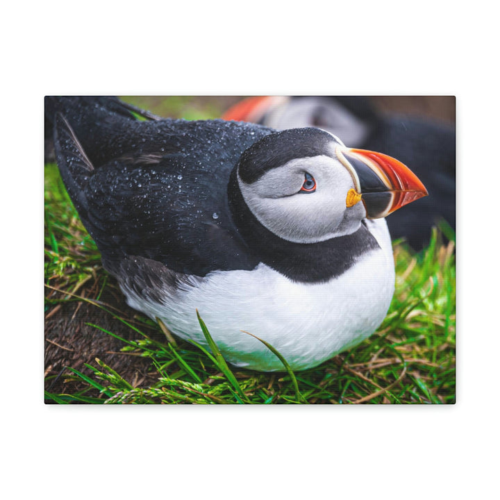 Resting Puffin - Canvas Gallery Wraps - Visiting This World