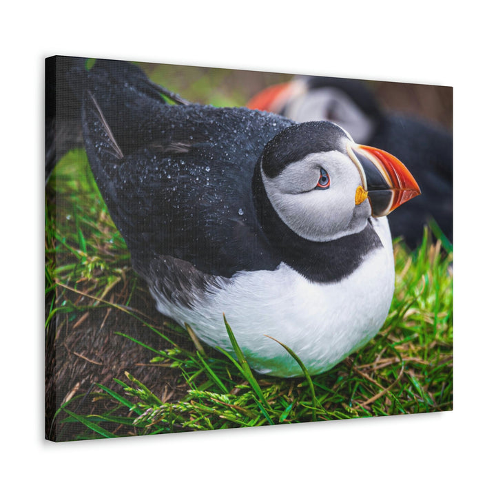 Resting Puffin - Canvas Gallery Wraps - Visiting This World