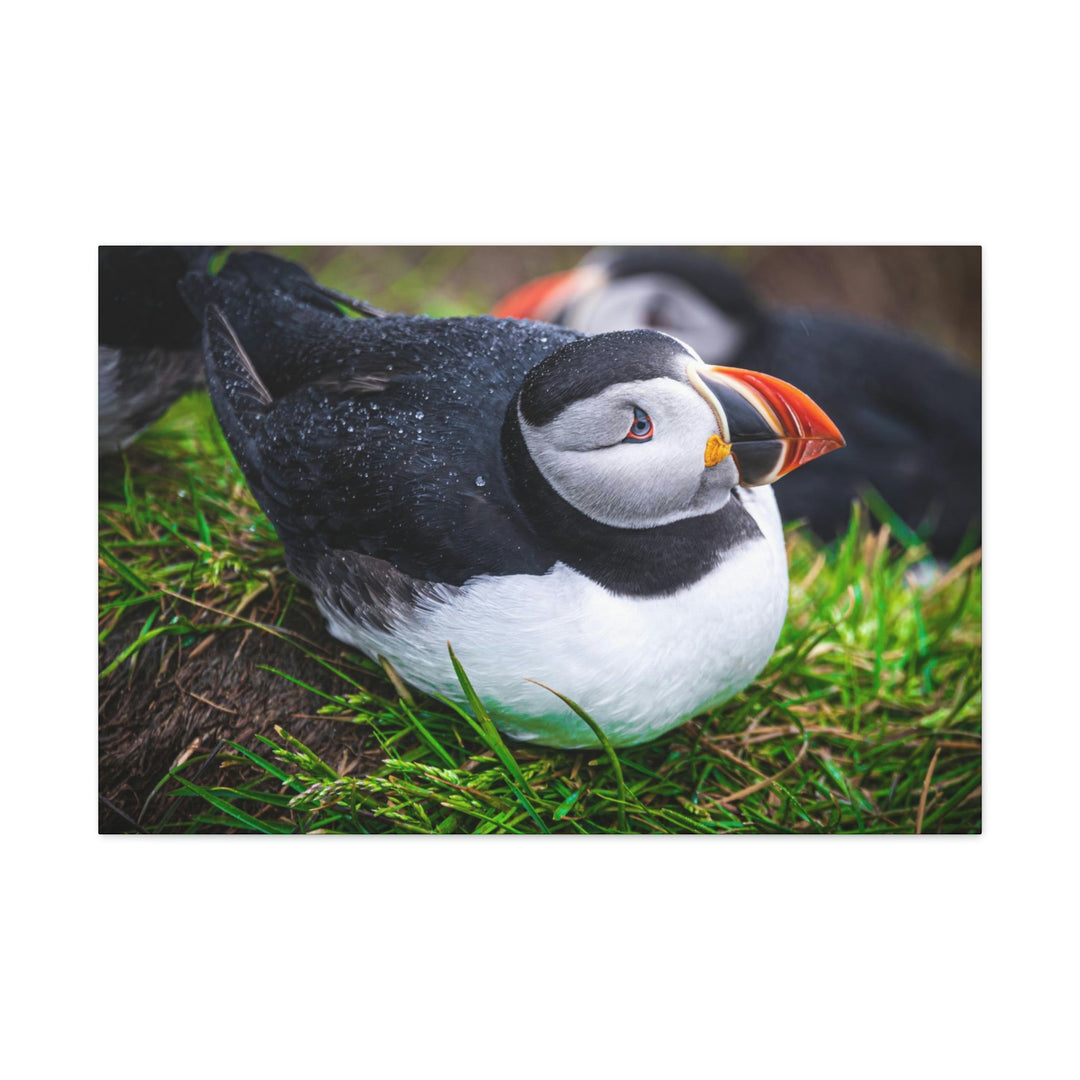 Resting Puffin - Canvas Gallery Wraps - Visiting This World