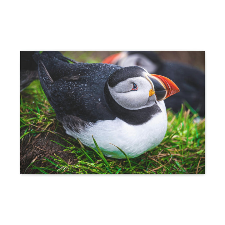 Resting Puffin - Canvas Gallery Wraps - Visiting This World