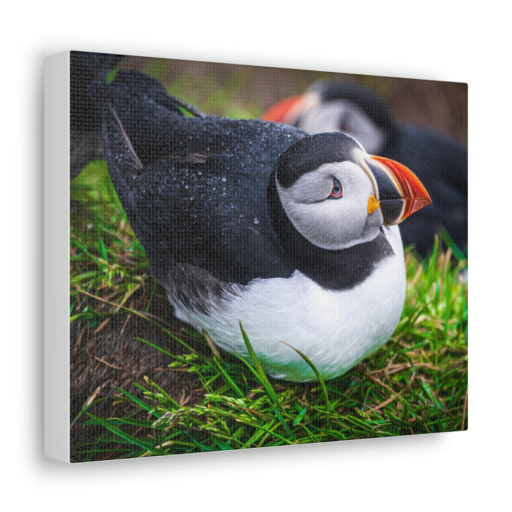 Resting Puffin - Canvas Gallery Wraps - Visiting This World