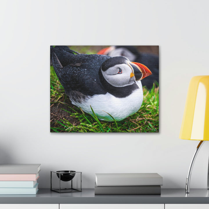 Resting Puffin - Canvas Gallery Wraps - Visiting This World