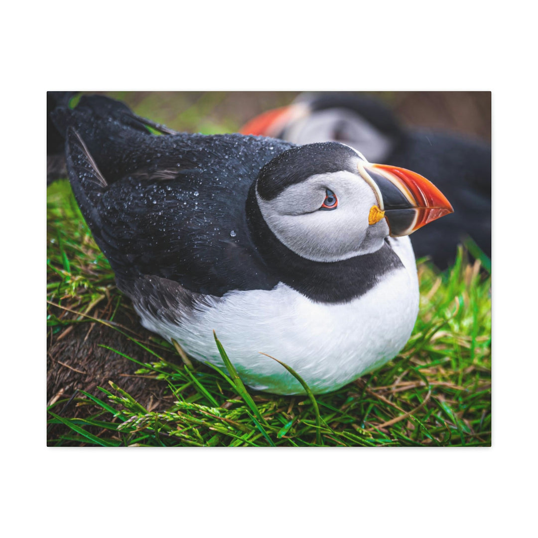 Resting Puffin - Canvas Gallery Wraps - Visiting This World