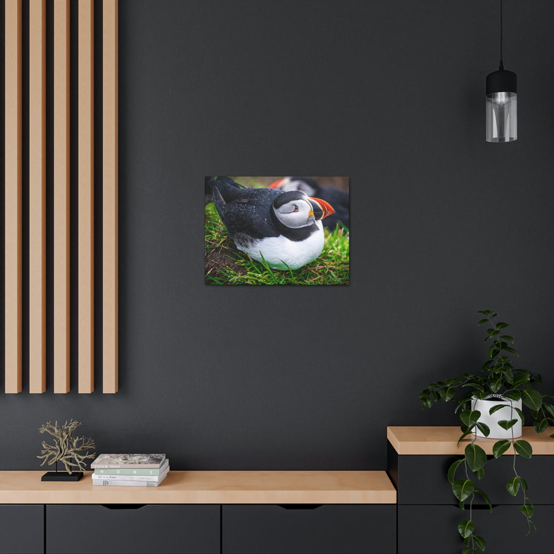 Resting Puffin - Canvas Gallery Wraps - Visiting This World