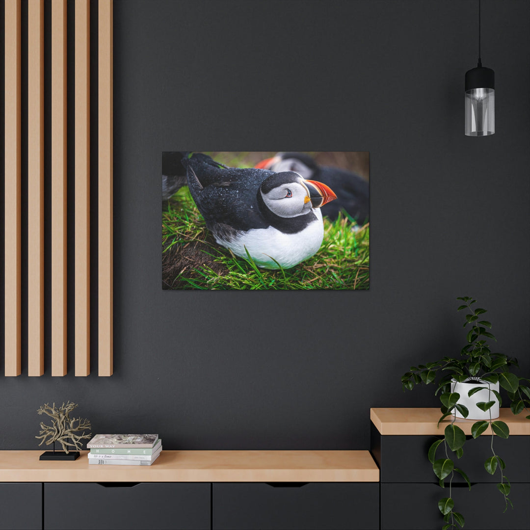 Resting Puffin - Canvas Gallery Wraps - Visiting This World