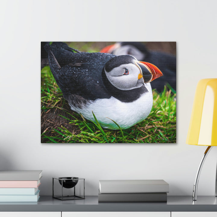 Resting Puffin - Canvas Gallery Wraps - Visiting This World