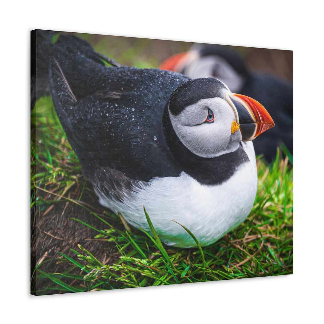 Resting Puffin - Canvas Gallery Wraps - Visiting This World