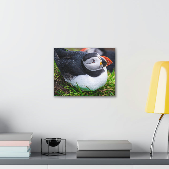 Resting Puffin - Canvas Gallery Wraps - Visiting This World