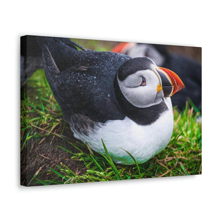 Resting Puffin - Canvas Gallery Wraps - Visiting This World