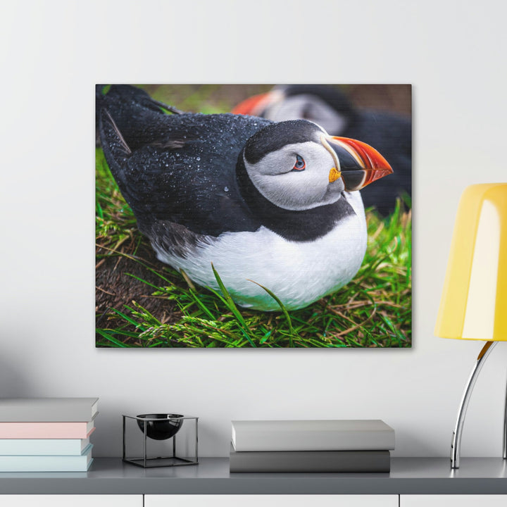 Resting Puffin - Canvas Gallery Wraps - Visiting This World