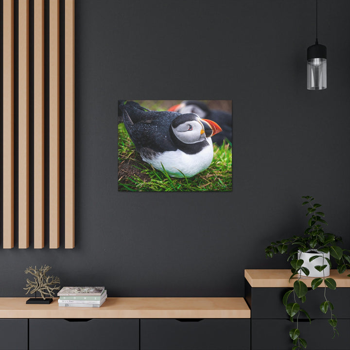 Resting Puffin - Canvas Gallery Wraps - Visiting This World