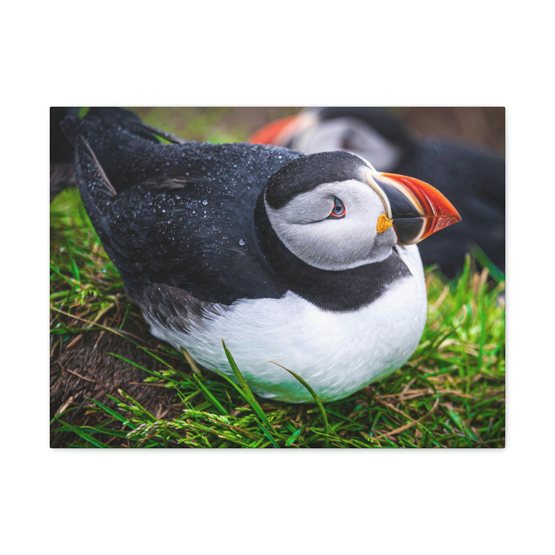 Resting Puffin - Canvas Gallery Wraps - Visiting This World