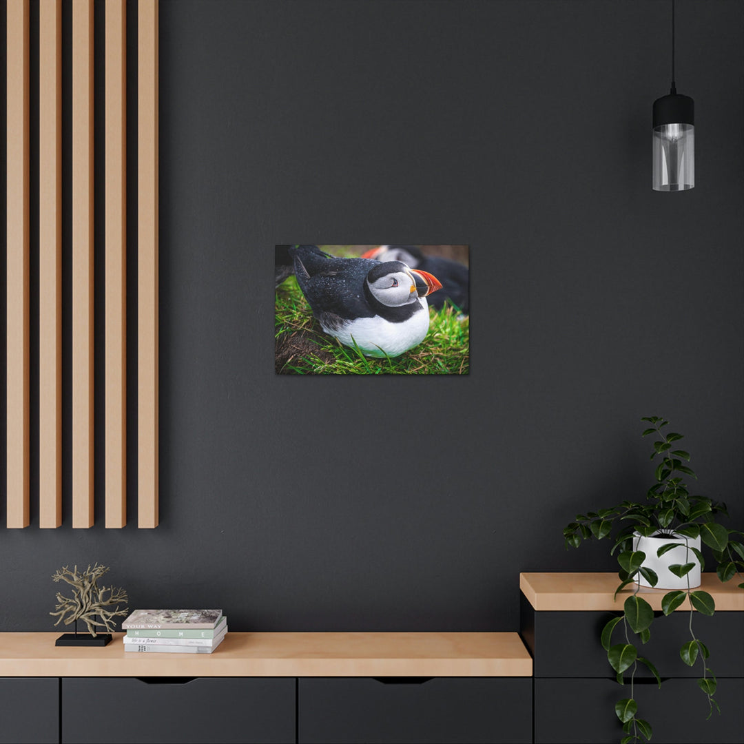 Resting Puffin - Canvas Gallery Wraps - Visiting This World