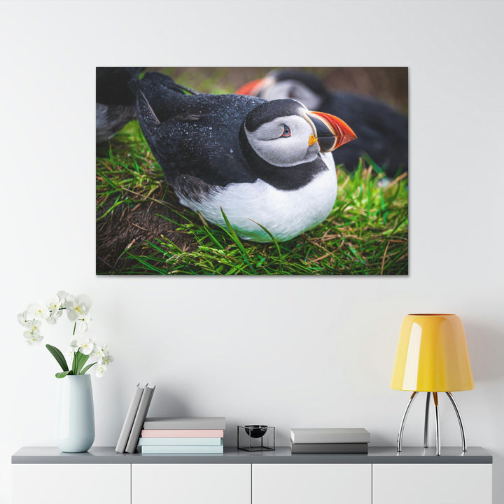 Resting Puffin - Canvas Gallery Wraps - Visiting This World