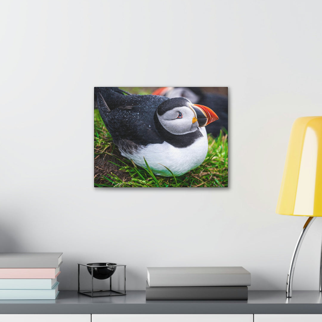 Resting Puffin - Canvas Gallery Wraps - Visiting This World