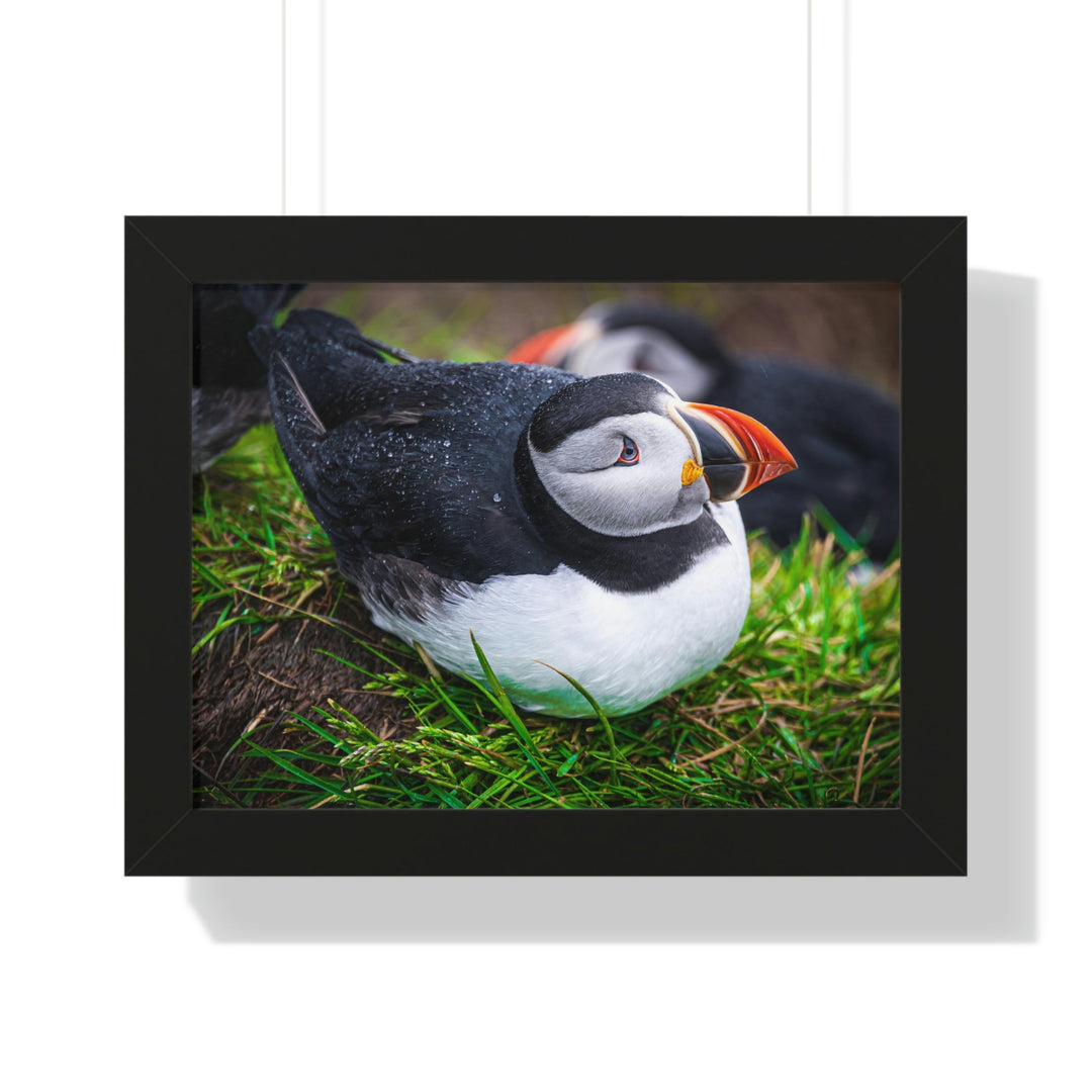 Resting Puffin - Framed Print - Visiting This World