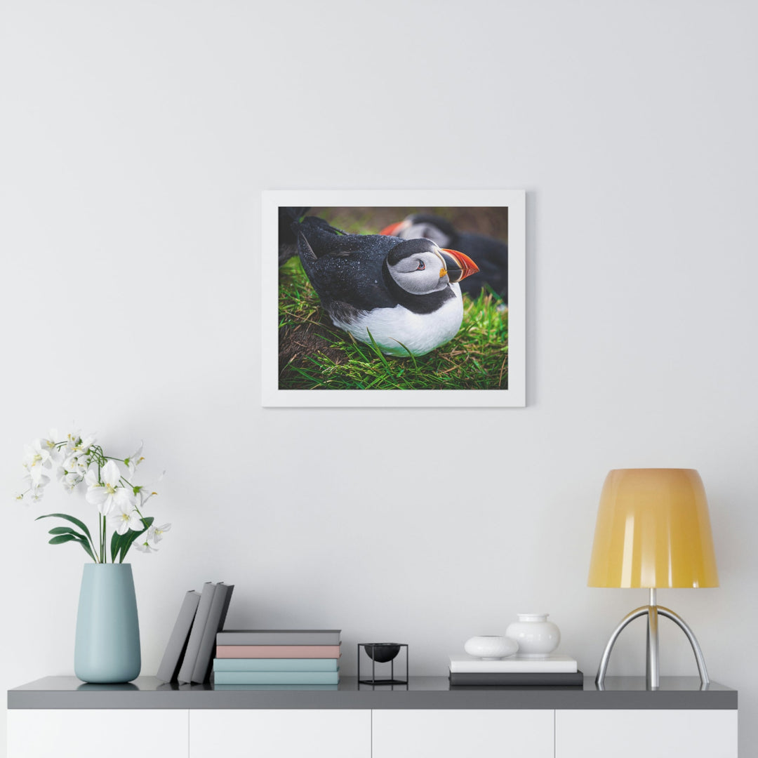 Resting Puffin - Framed Print - Visiting This World