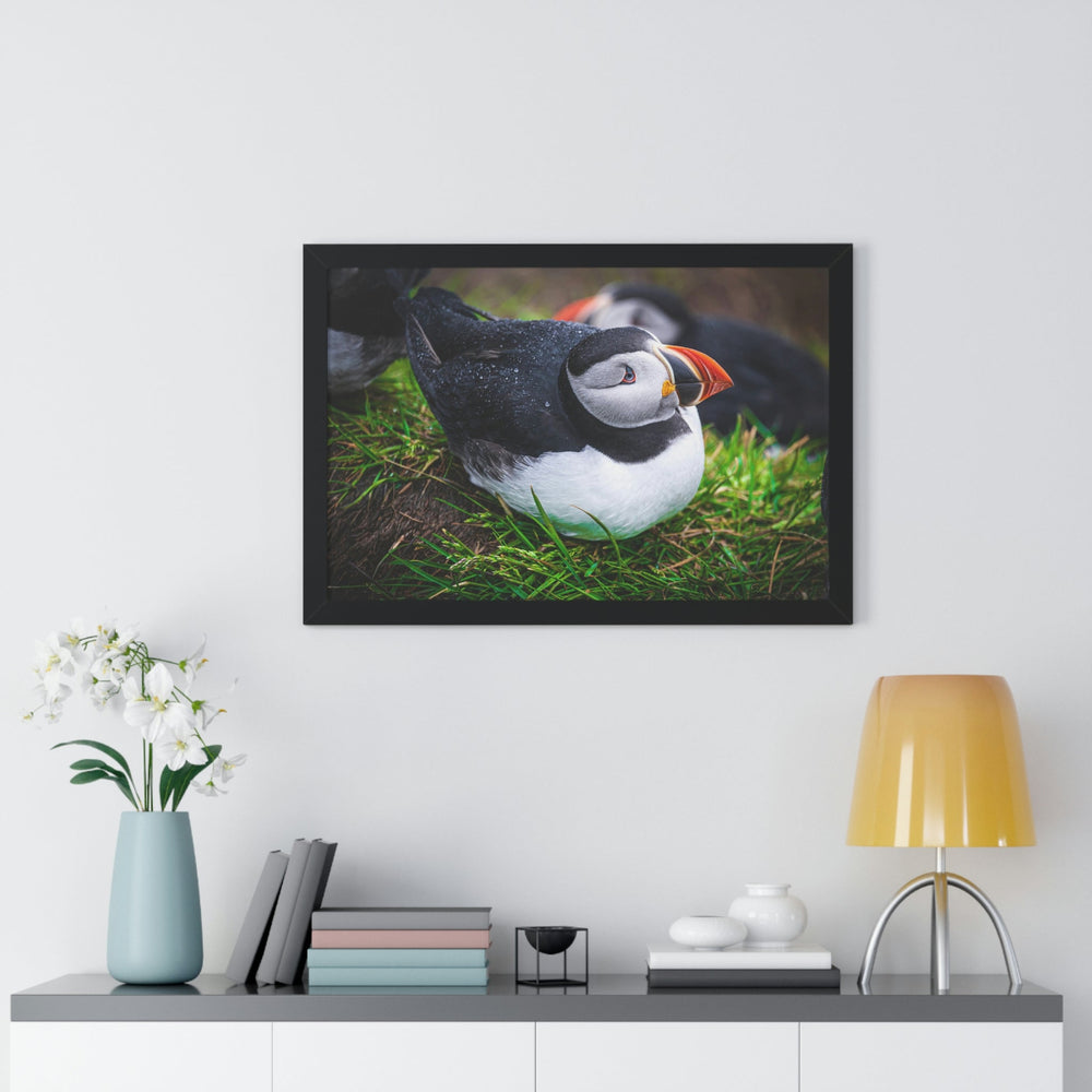 Resting Puffin - Framed Print - Visiting This World