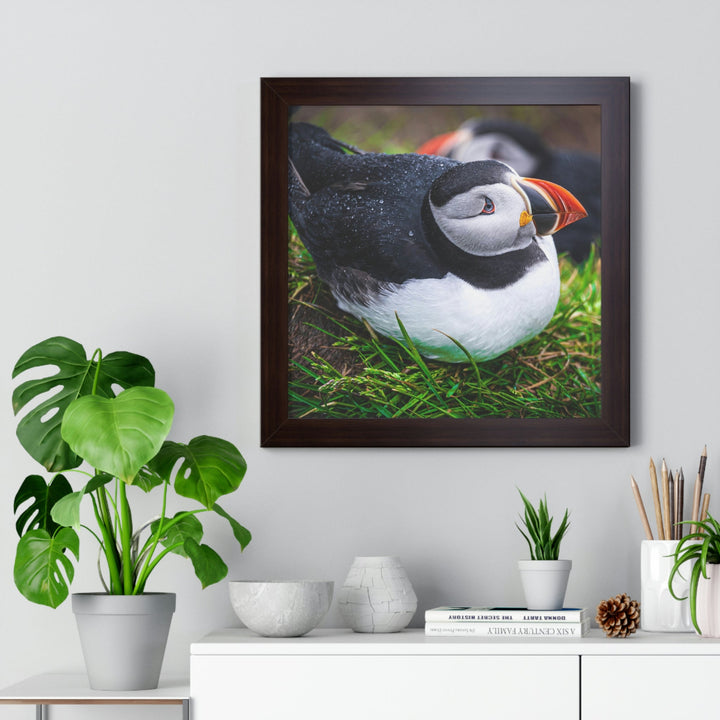 Resting Puffin - Framed Print - Visiting This World