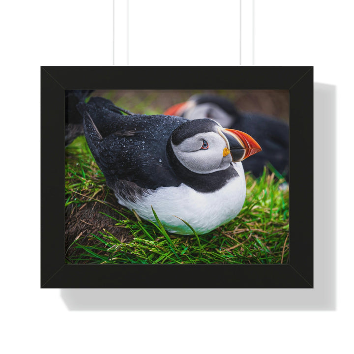 Resting Puffin - Framed Print - Visiting This World