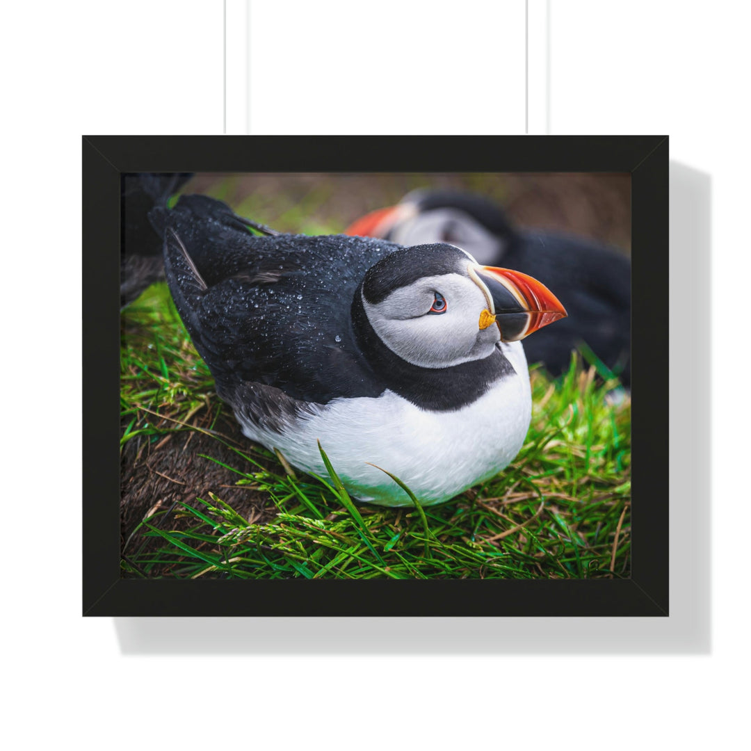 Resting Puffin - Framed Print - Visiting This World