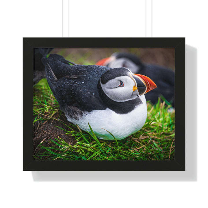 Resting Puffin - Framed Print - Visiting This World