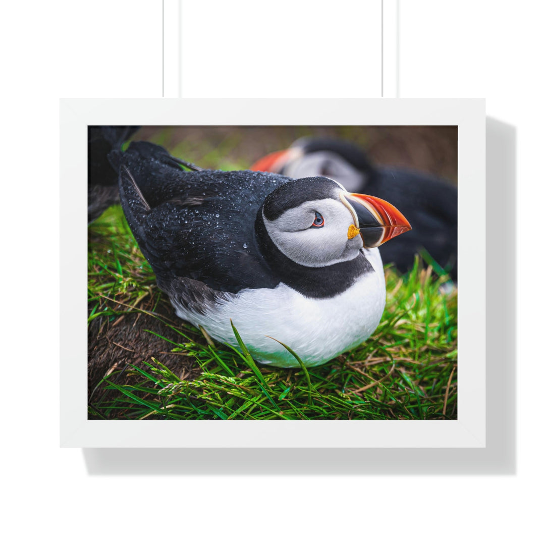 Resting Puffin - Framed Print - Visiting This World