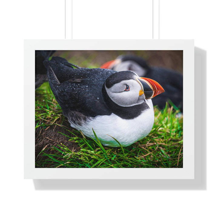 Resting Puffin - Framed Print - Visiting This World