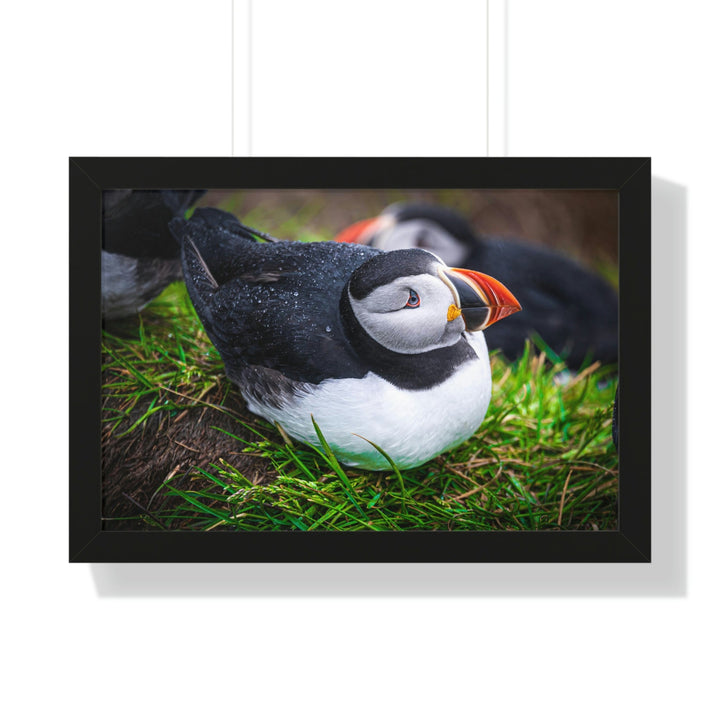 Resting Puffin - Framed Print - Visiting This World