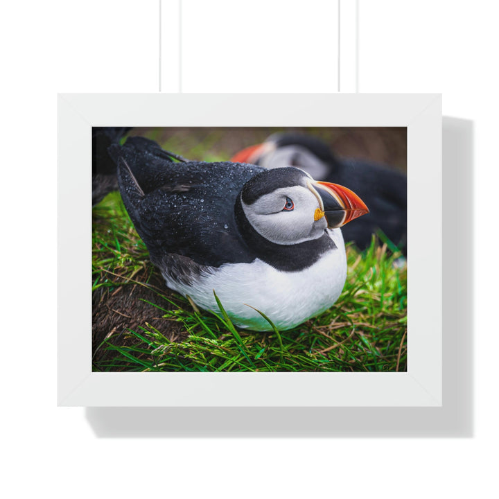 Resting Puffin - Framed Print - Visiting This World