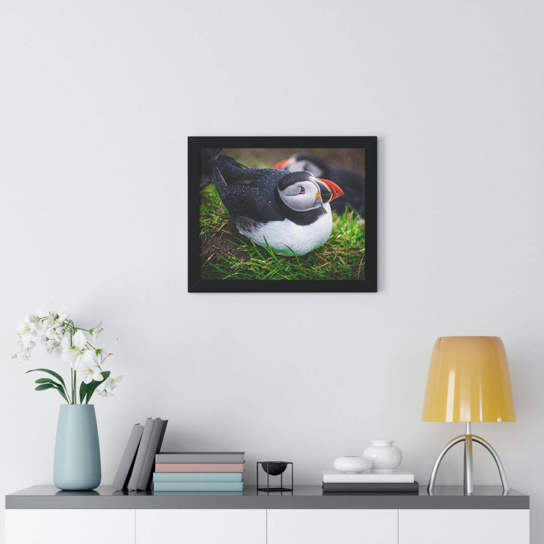 Resting Puffin - Framed Print - Visiting This World