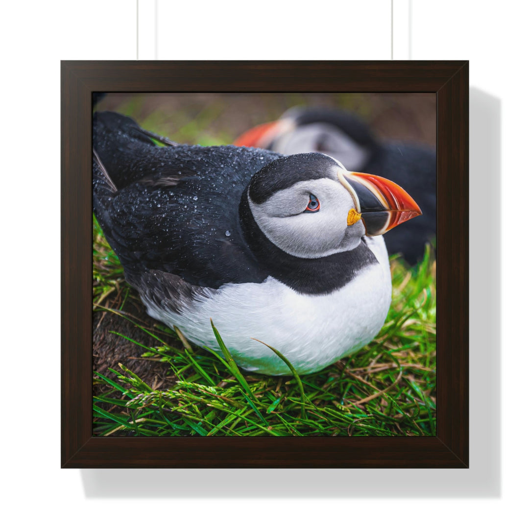 Resting Puffin - Framed Print - Visiting This World