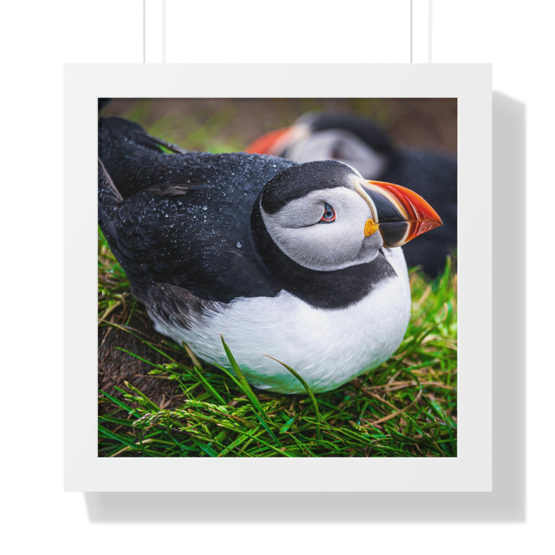 Resting Puffin - Framed Print - Visiting This World