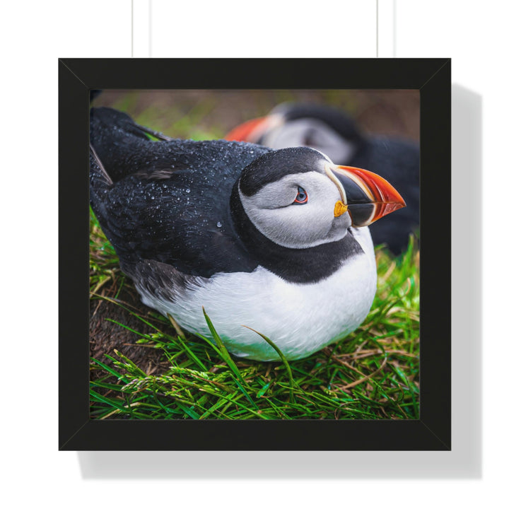 Resting Puffin - Framed Print - Visiting This World