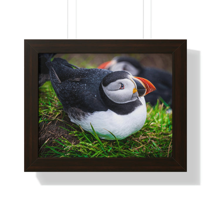 Resting Puffin - Framed Print - Visiting This World