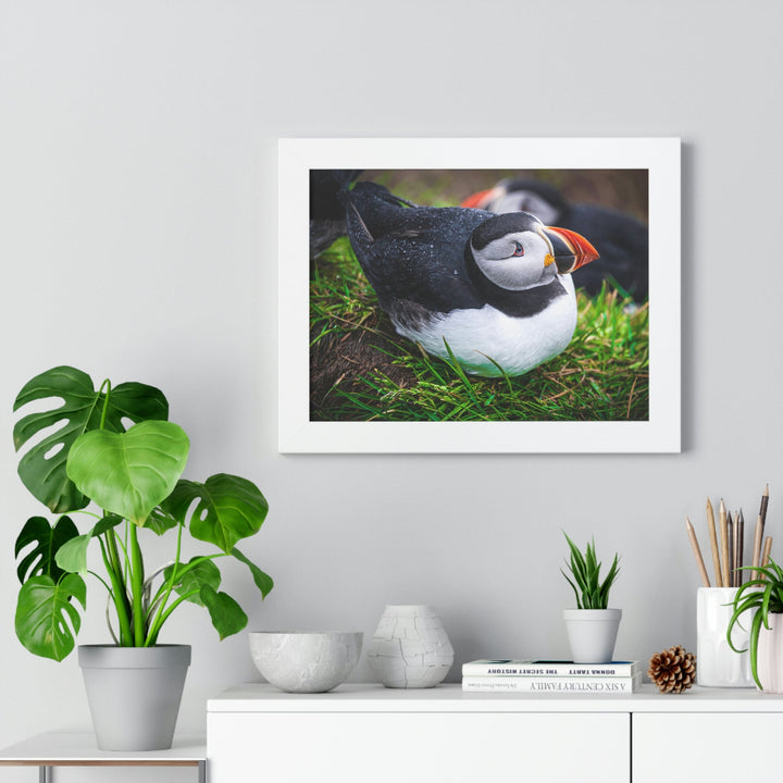 Resting Puffin - Framed Print - Visiting This World