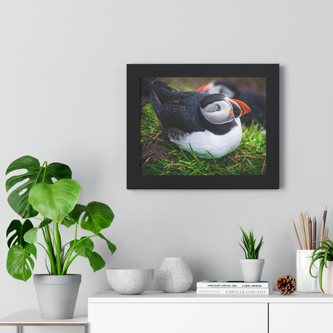 Resting Puffin - Framed Print - Visiting This World