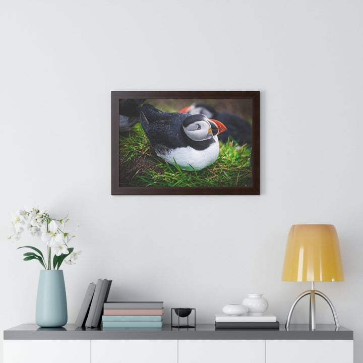 Resting Puffin - Framed Print - Visiting This World