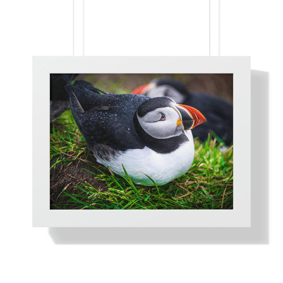 Resting Puffin - Framed Print - Visiting This World