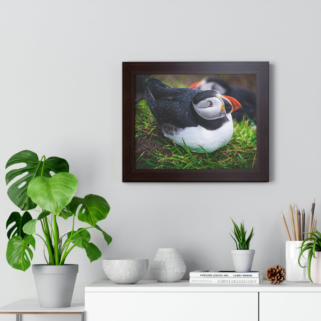 Resting Puffin - Framed Print - Visiting This World