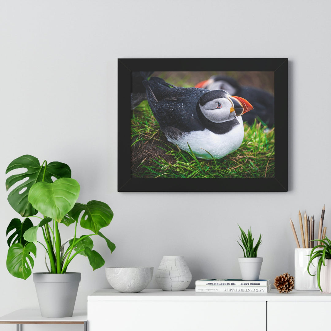 Resting Puffin - Framed Print - Visiting This World