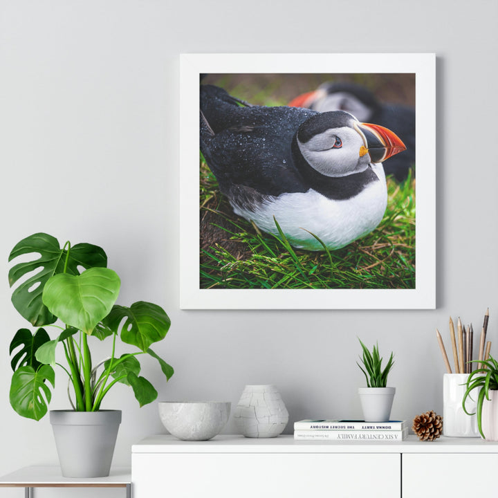 Resting Puffin - Framed Print - Visiting This World